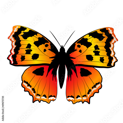 butterflies design