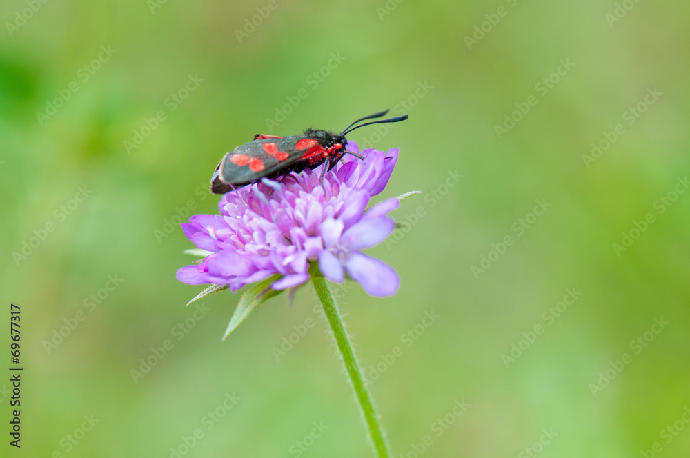red and black patterned burnet on a scabiosa flower red and black patterned burnet on a scabiosa flower