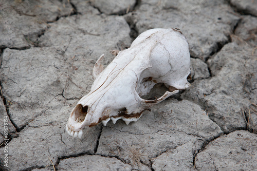 Dog Skull on the dry soil © triocean