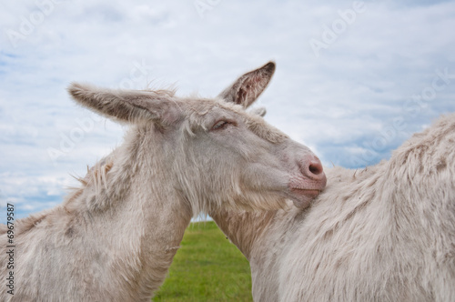Murais de parede two cuddling white donkeys standing on the pasture