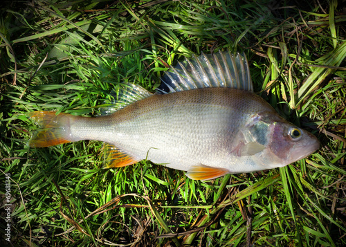 Fish  Perch (Striped bass) of river Chagan in Kazakhstan photo