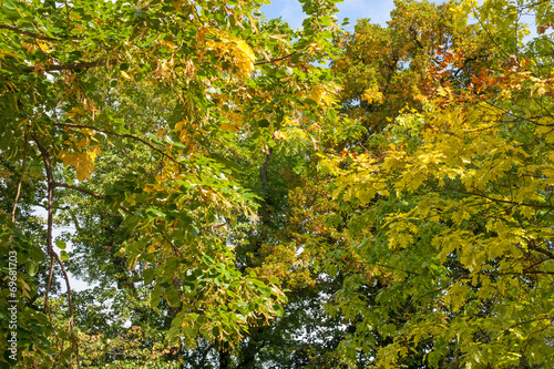 sunlit trees in autumn