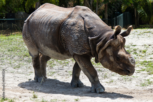 Lesser one-horned rhinoceros also known as a Javan rhinoceros