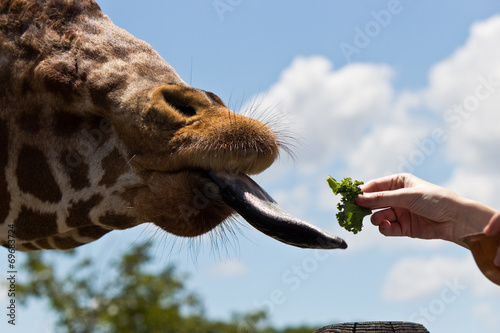 Reticulated Giraffe being fed by a woman © Click Images
