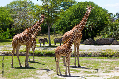 Group of Reticulated Giraffes