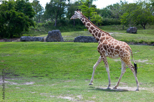 Reticulated Giraffe - Giraffa camelopardalis reticulata