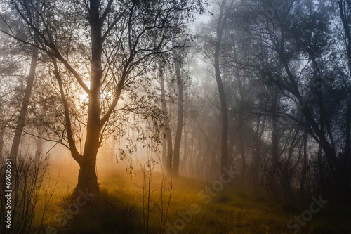 the sun's rays penetrating the fog in a pine forest