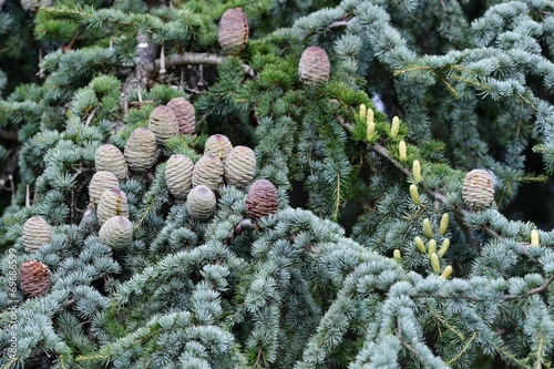 Cedrus atlantica glauca