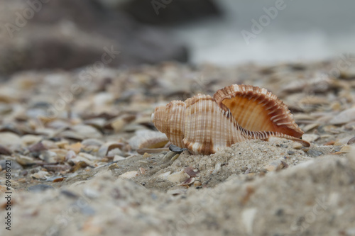 Shell on the beach