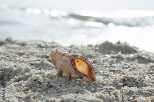 Shell on the beach
