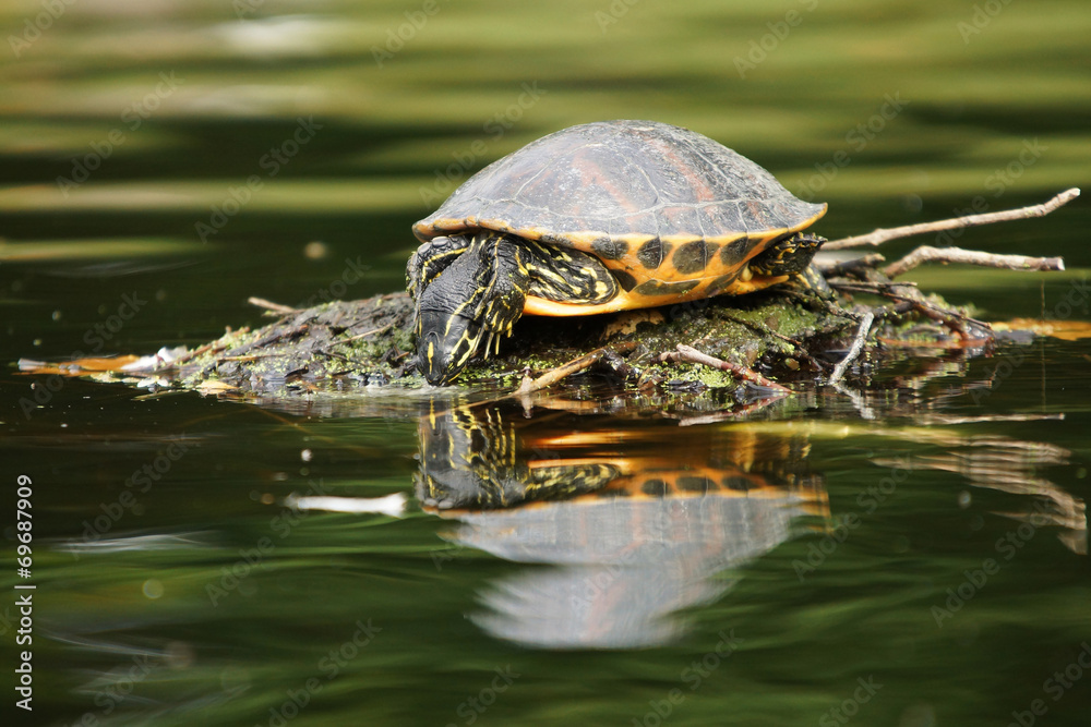 Red-eared Slider, Trachemys scripta elegans Red-eared Slider, Trachemys scripta elegans
