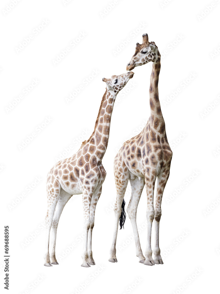 Fototapeta premium Two standing giraffes with clipping path