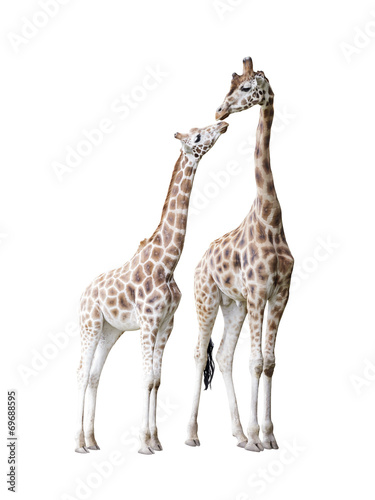 Canvas Print Two standing giraffes with clipping path