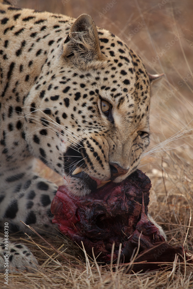Fototapeta premium Leopardo in namibia