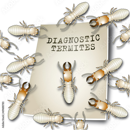 Diagnostic termites 3