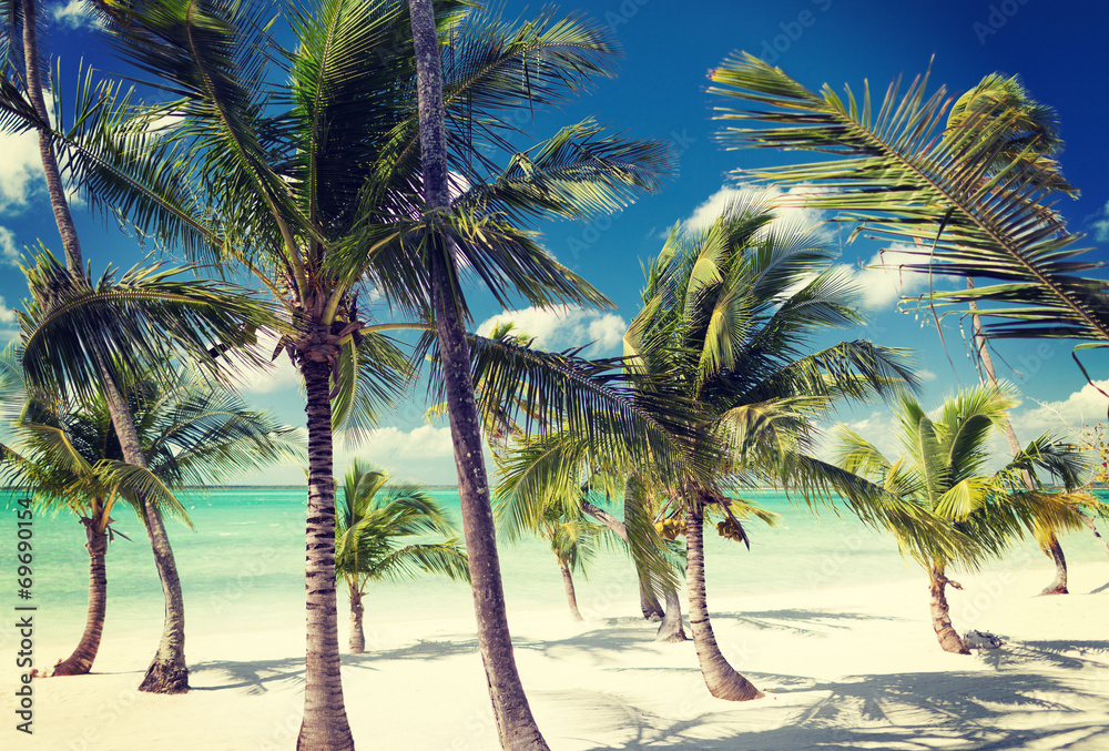 Obraz premium tropical beach with palm trees