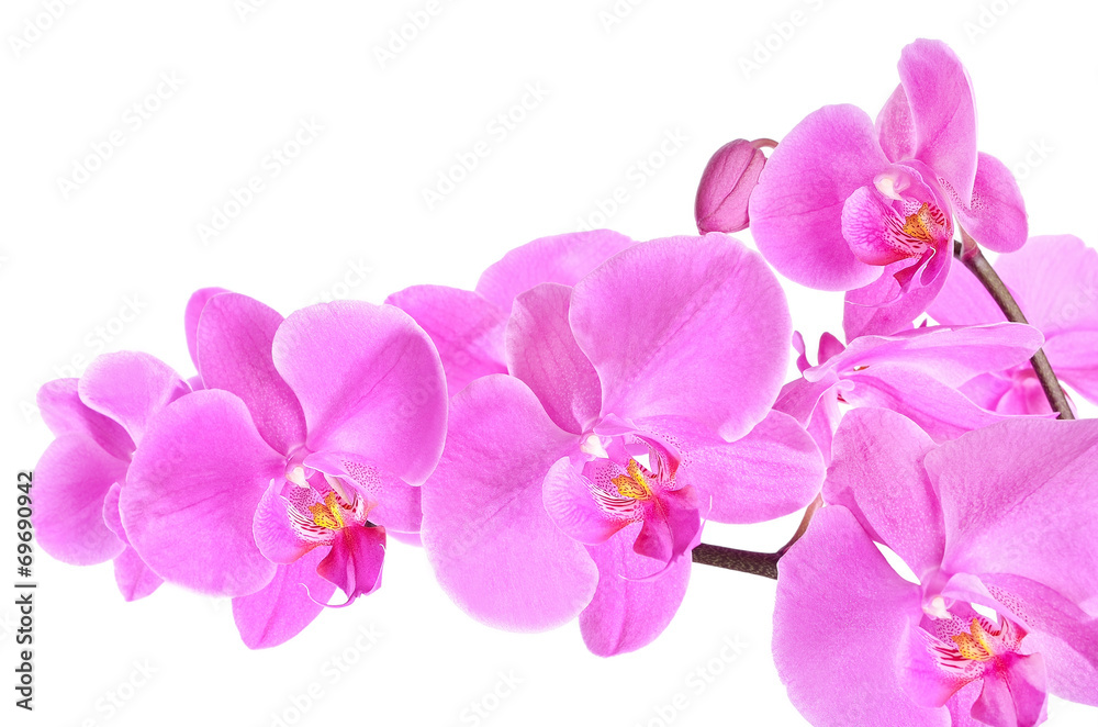 Fototapeta premium Gałąź orchidei Phalaenopsis na białym tle