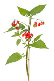 Poisonous Solanum dulcamara branch
