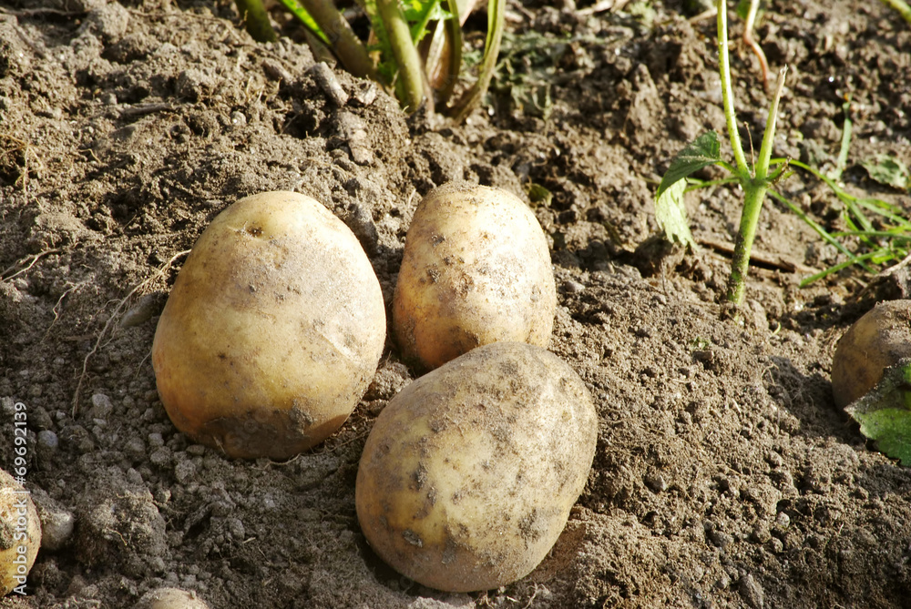 healthy potatoes