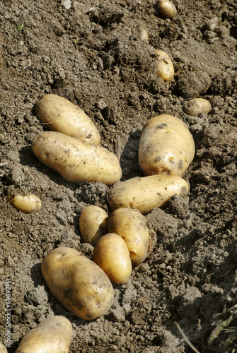 harvesting golden potatoes