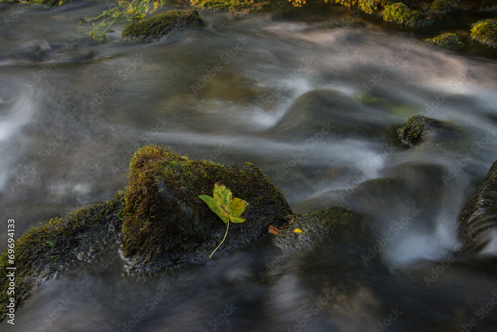Fototapeta premium Autumn leaf in water