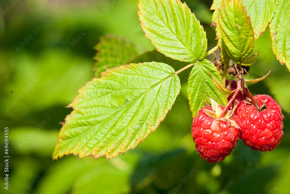 Raspberries. Growing Organic Berries closeup. Ripe raspberry in Raspberries. Growing Organic Berries closeup. Ripe raspberry in