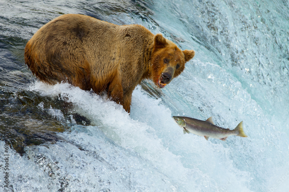 Fototapeta premium Braunbär beim Lachsfang (Alaska/USA)