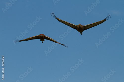 flying cranes