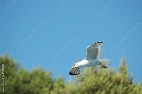 gabbiano in volo photo