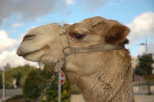 profilo di cammello