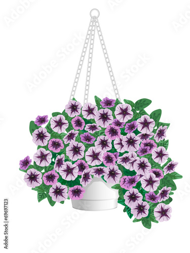 Fototapeta Naklejka Na Ścianę i Meble -  Petunia flowers in pots hanging on a chain.