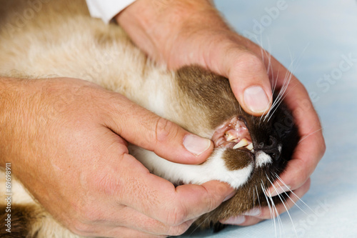 Cat at vet clinic
