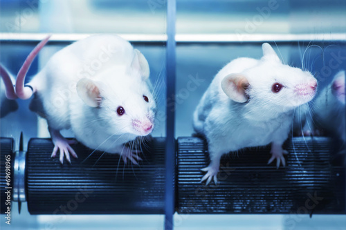 Laboratory mice in the experiment test. Blue filter.