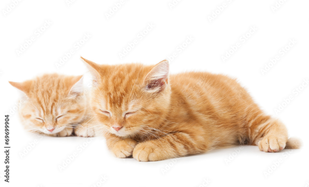 Two little Ginger british shorthair cats over white background