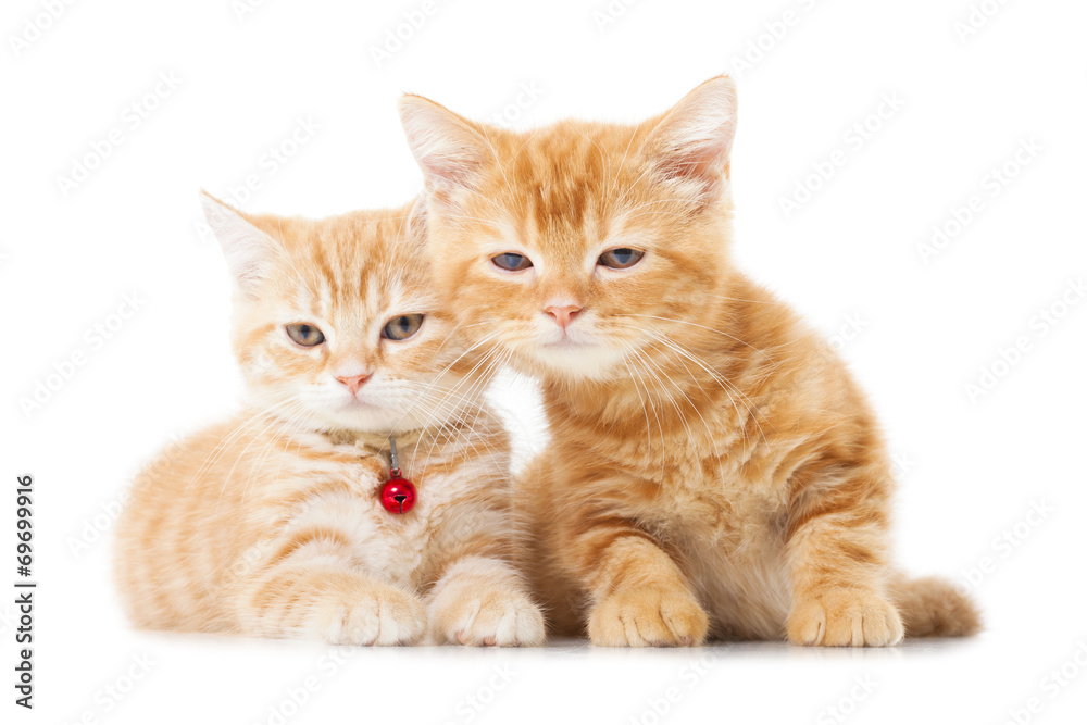 Two little Ginger british shorthair cats over white background