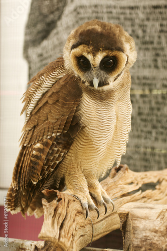 Brown faced owl