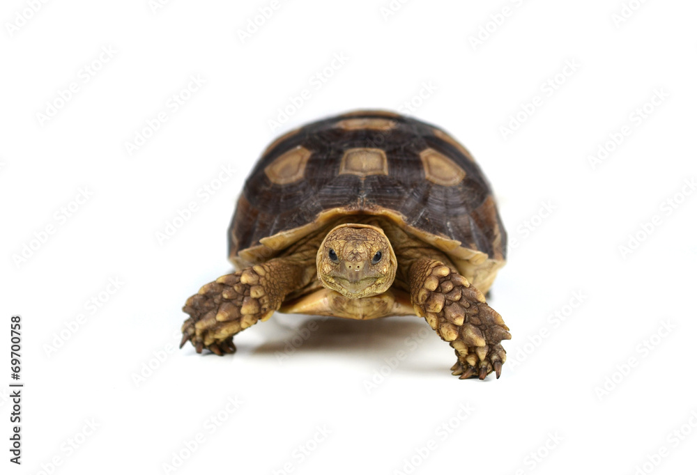 Obraz premium turtle