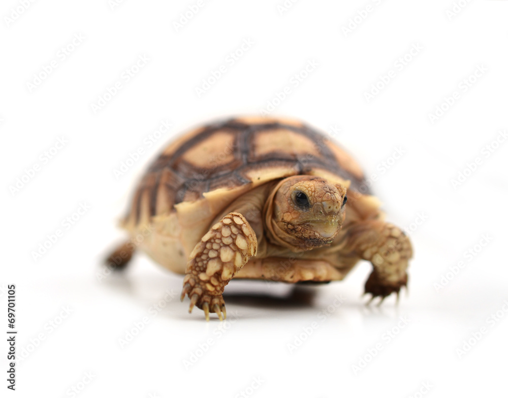 turtle turtle