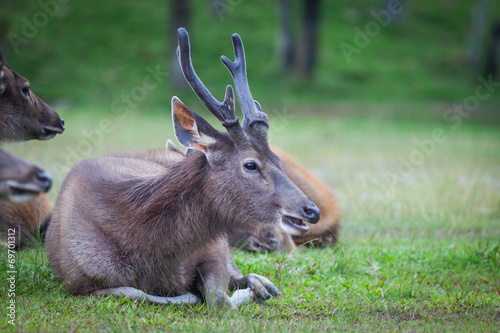 Fototapeta Naklejka Na Ścianę i Meble -  Male Sambar deer(Rusa unicolor ) relax on the ground in nature