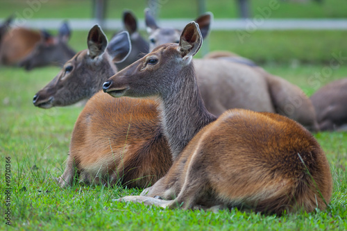 Fototapeta Naklejka Na Ścianę i Meble -  Female Sambar deer  relax on the ground