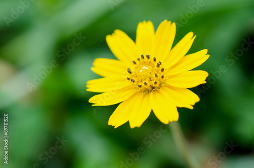 Closeup of beautiful Yellow Flowers