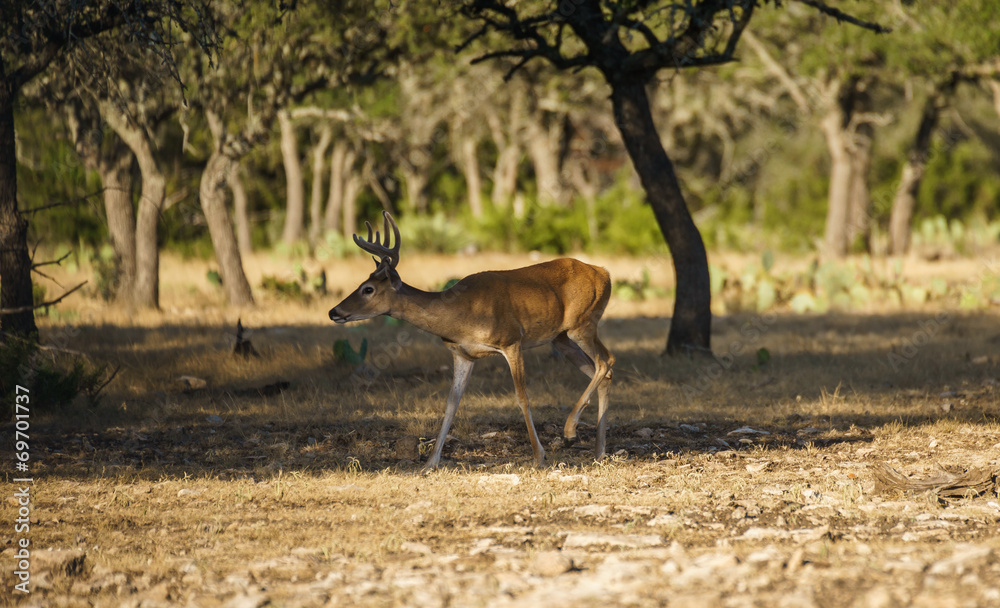 Naklejka premium Whitetail Buck