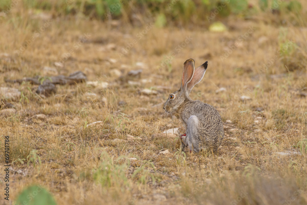 Obraz premium Rabbit