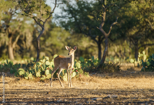 Young Whitetail Deer