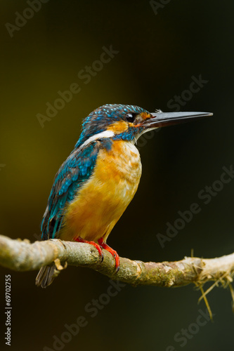 Portrait of Common Kingfisher in nature
