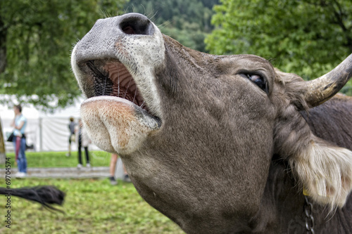 Fotografie Cow moo