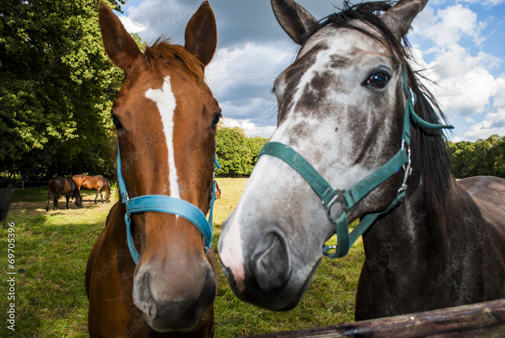 Obraz premium Thoroughbred Racehorses