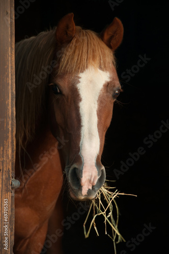 Chestnut pony looking out the stable