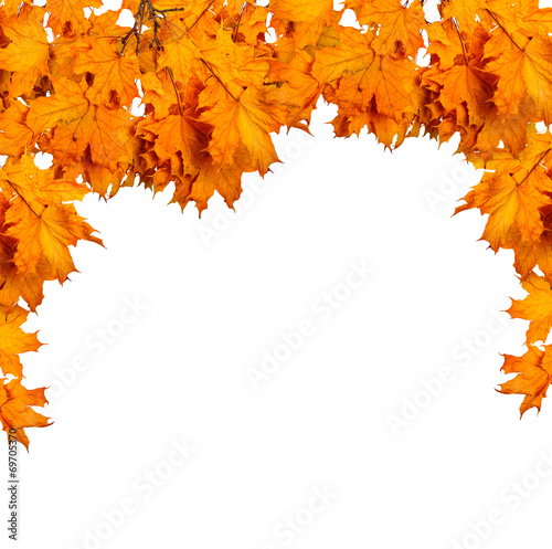 Autumn maple branch with leaves isolated on a white background