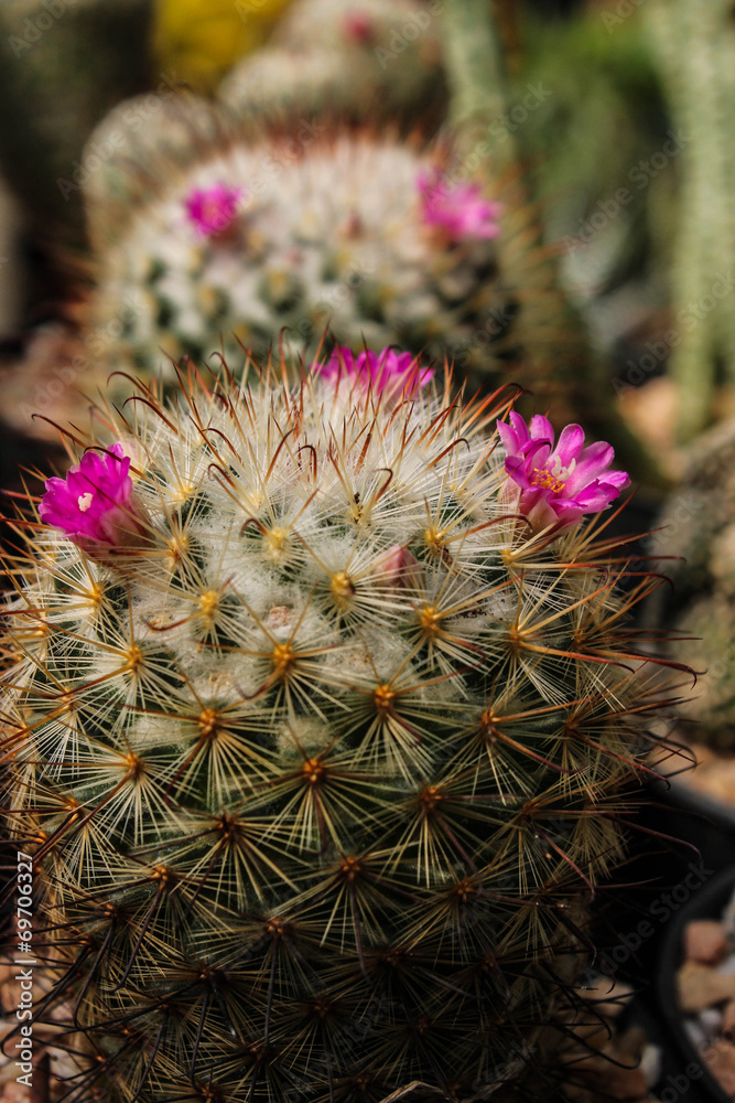 Pink flowers on cactus Pink flowers on cactus